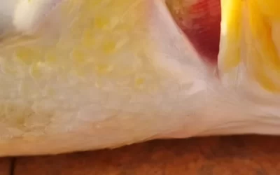 The Tragic Tale of Dead Koi: Understanding the Causes and Prevention Methods