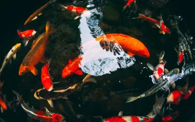 The Art of Koi Keeping: Understanding the Behavior of Koi Fish Swimming in Circles
